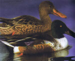 Beautiful Ducks in Frames Wallpaper Border  FDB03844M - Image 2