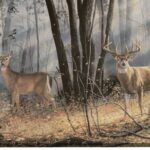 Woodland Splendor Border - Deer in Forest - York - WD4100B