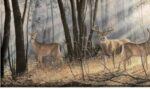 Woodland Splendor Border - Deer in Forest - York - WD4100B