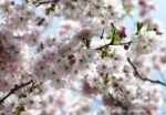 Spring Cherry Blossoms Mural - National Geographic - 5-507