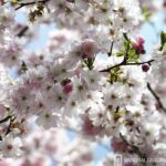 Spring Cherry Blossoms Mural - National Geographic - 5-507