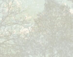 Carl Robinson Langdale Trees Wallpaper - Blues - Wallquest - CR41202 - Image 3
